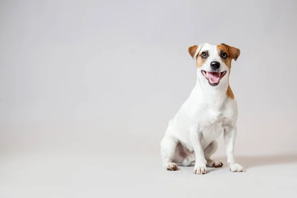Усміхнений собака в студії — стокове фото