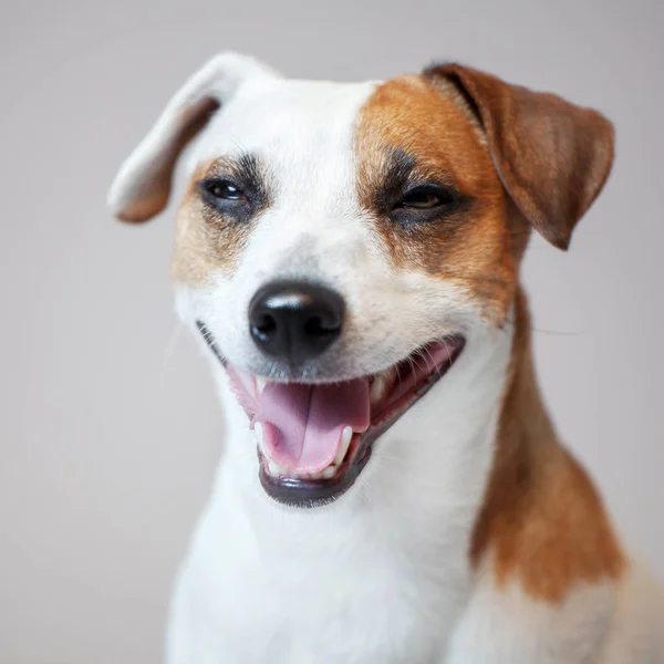 Cão sorridente no estúdio — Fotografia de Stock