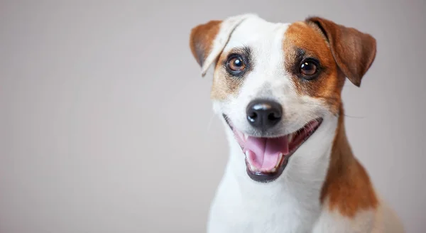 微笑的狗在演播室 — 图库照片