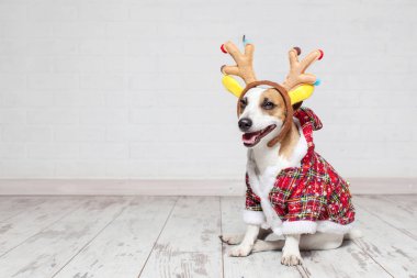 Köpek Noel kostüm