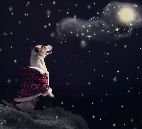 Собака в рождественском костюме смотрит вверх — стоковое фото
