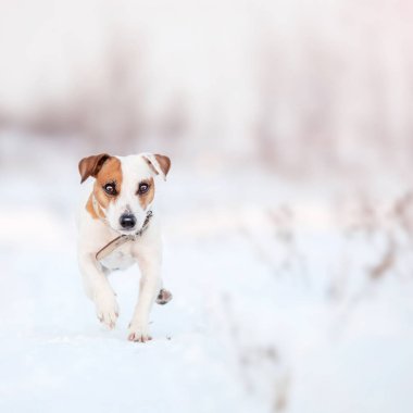 Kış çalışan köpek