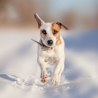 Kış çalışan köpek