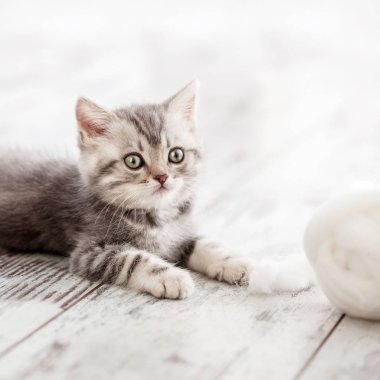 Meraklı gri kedicik