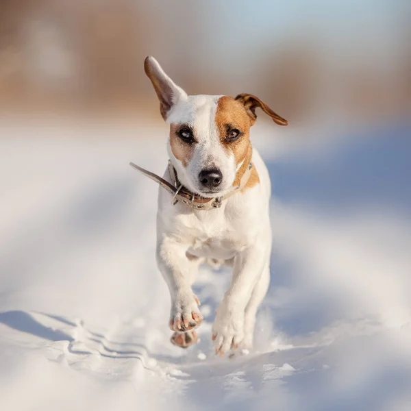 Perro corriendo en invierno — Foto de Stock