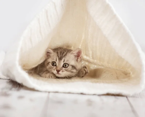 Curious gray kitten — Stock Photo, Image