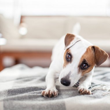 Evde Köpek