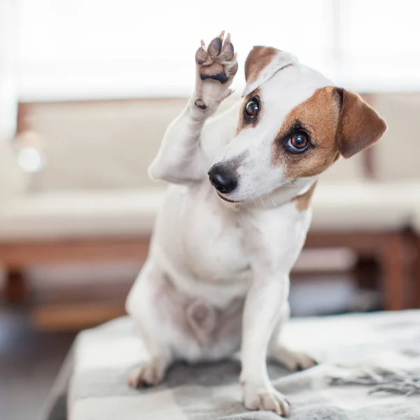 Perro en casa — Foto de Stock