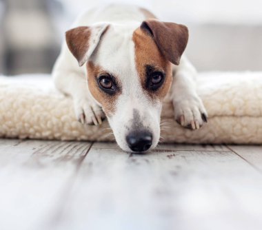 üzgün köpek vasıl ev