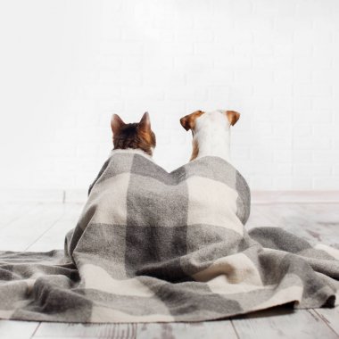 Köpek ve kedi bir ekose altında