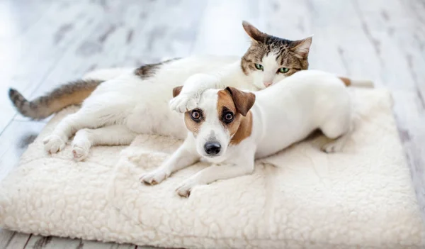 Hond en kat — Stockfoto