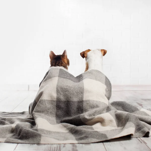 Dog and cat under a plaid — Stock Photo, Image