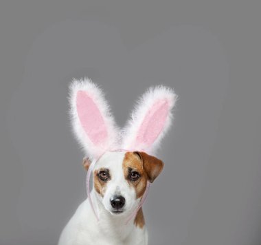 Köpek gözatma out giyen Easter bunny kulaklar