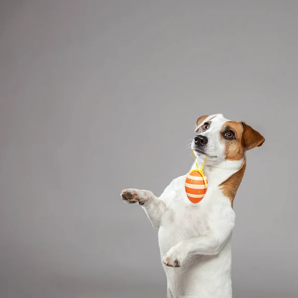 Dog with Easter egg — Stock Photo, Image