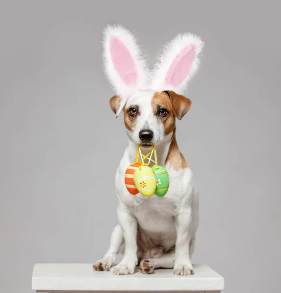 Собака з пасхальним яйцем — стокове фото