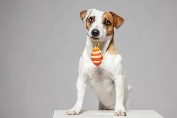 Hond met Pasen egg — Stockfoto