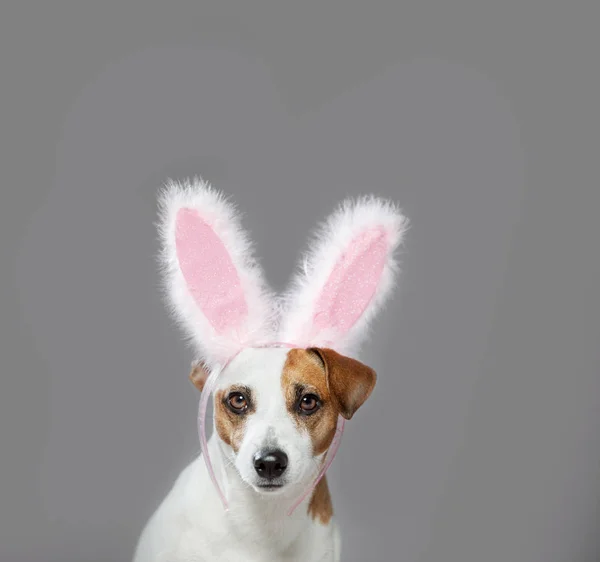 Собака у великодніх вухах кролика, що визирає — стокове фото