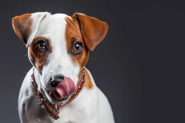 Little dog licking — Stock Photo, Image