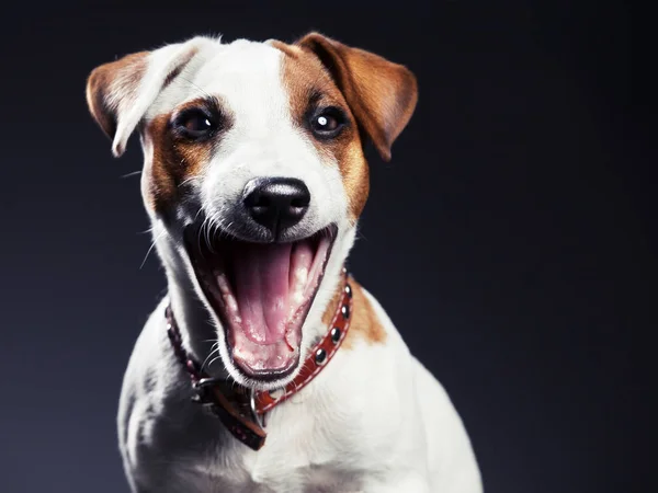 Köpek gülüyor — Stok fotoğraf
