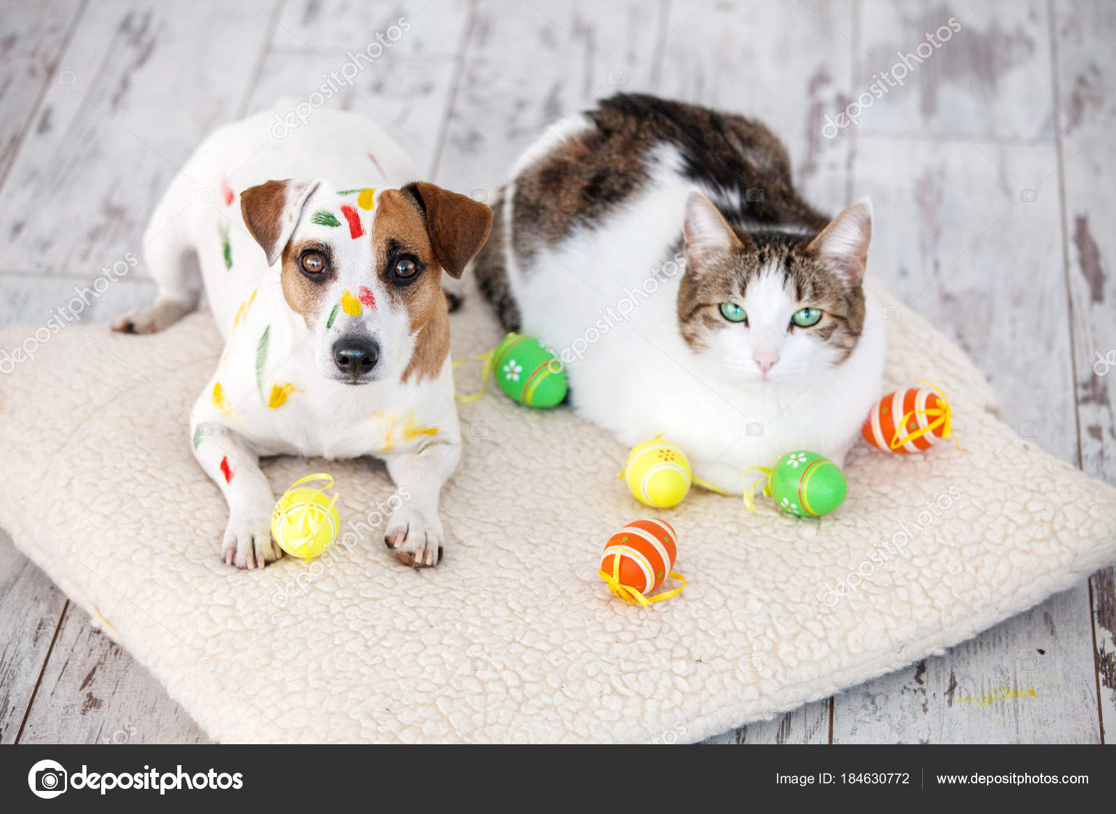 Dog and cat with easter eggs — Stock Photo © TatyanaGl 184630772