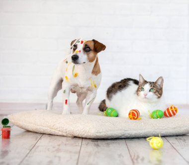 Köpek ve kedi ile Paskalya yumurtaları