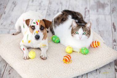 Köpek ve kedi ile Paskalya yumurtaları