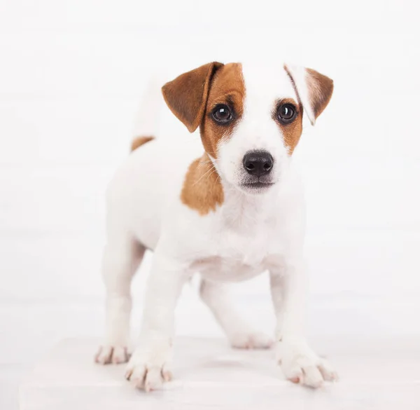 Puppy — Stock Photo, Image