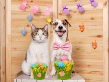 Kedi ve köpek Ester