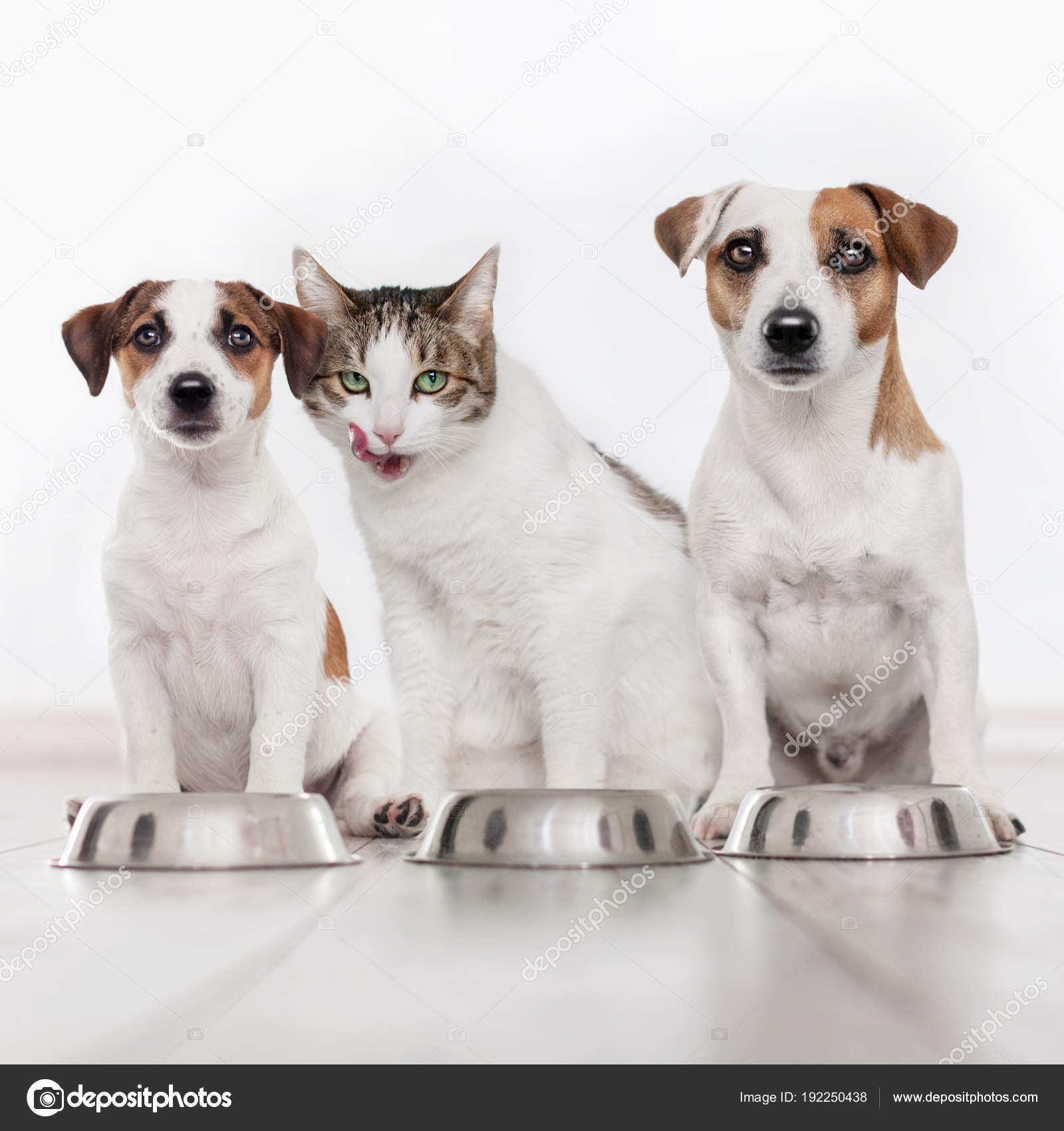 Dog and cat eating food — Stock Photo © TatyanaGl 192250438
