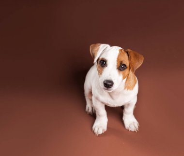 Köpek yavrusu