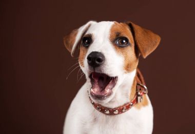 Şaşırmış Köpek