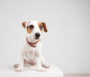 Köpek yavrusu