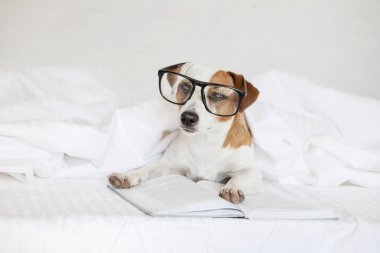 Kitaplı köpek