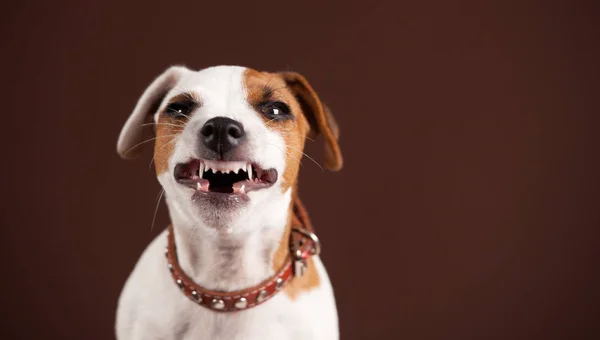 Cãozinho sorridente — Fotografia de Stock