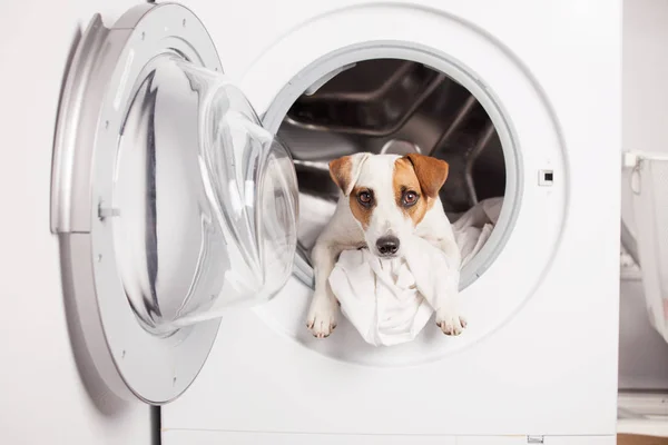Hund i tvättmaskin — Stockfoto