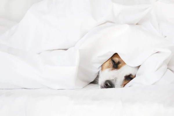 Cão adormecido na cama — Fotografia de Stock