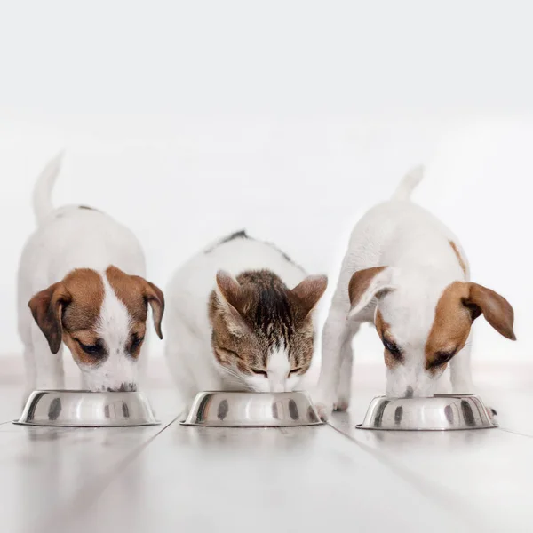 Hund und Katze fressen Futter — Stockfoto