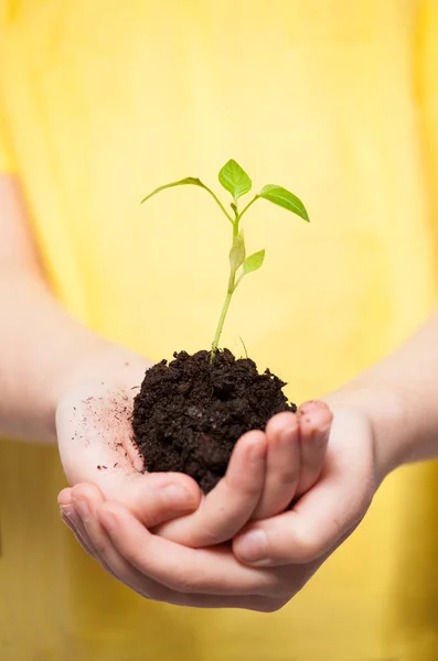 Child holding a sleedling — Stock Photo, Image