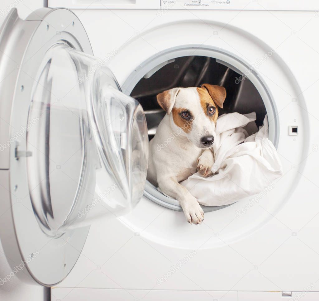 Dog in washer