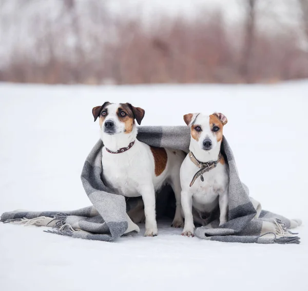 Dos perros a cuadros — Foto de Stock