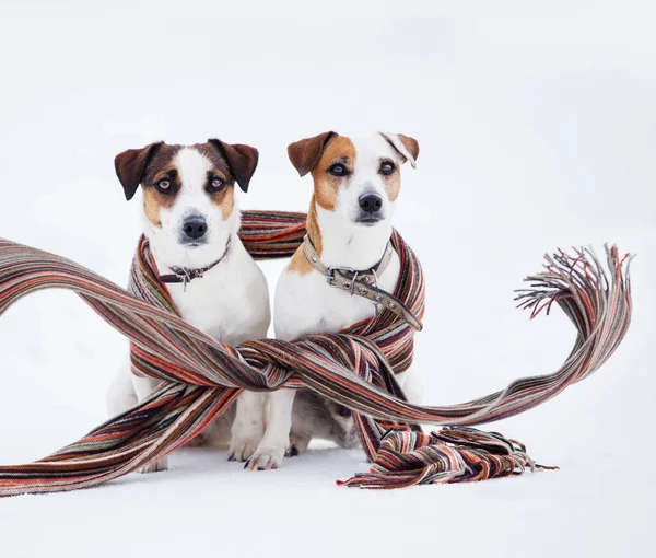 Две собаки под клеткой — стоковое фото