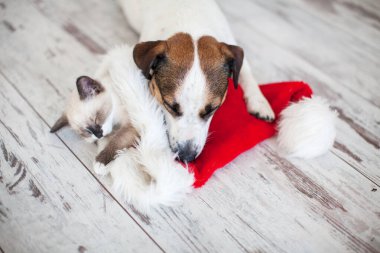 Noel şapkalı kedi ve köpek