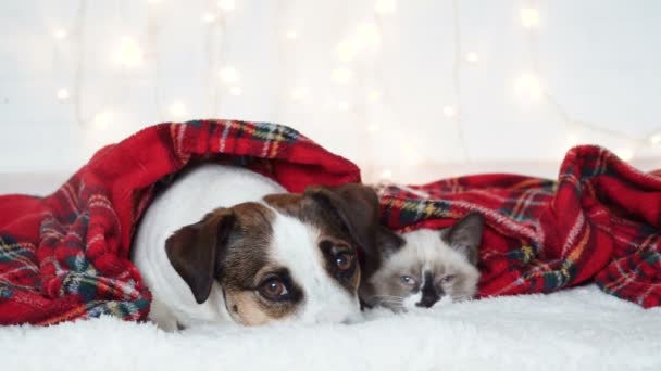 Dog and cat sleeping under red plaid — Stock Video