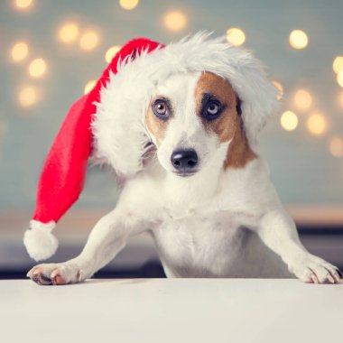 Noel şapkalı köpek.