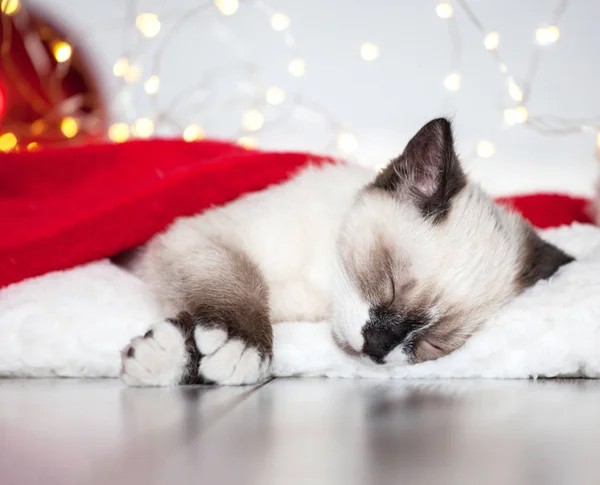 Gatinho dormir em chapéu de Natal — Fotografia de Stock