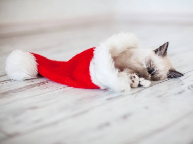 Kedi yavrusu Noel şapkasıyla uyuyor.