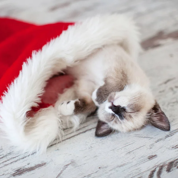 크리스마스 모자를 쓰고 자는 고양이 — 스톡 사진