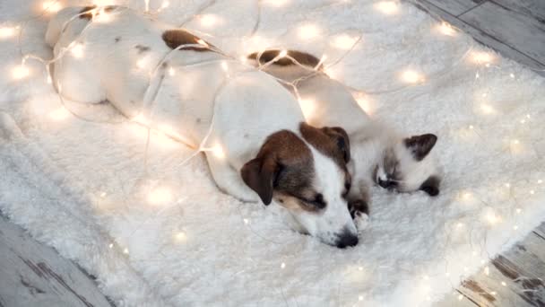 Dog and cat sleeping under christmas lights — Stock Video