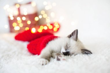 Kedi yavrusu Noel şapkasıyla uyuyor.