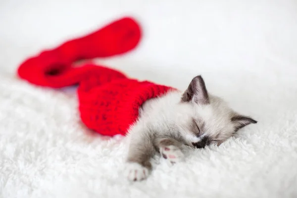 Кошеня спить у червоній різдвяній шкарпетці — стокове фото